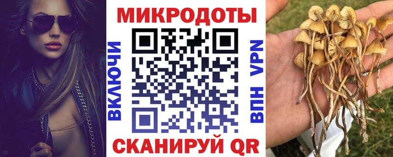 наркошоп  Димитровград  Псилоцибиновые грибы Psilocybe 
